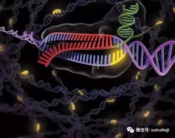 基因剪輯“魔剪”-CRISPR
