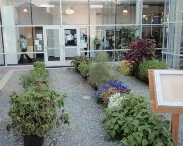 Google員工學(xué)習(xí)以色列的滴灌技術(shù)種植的蔬菜瓜果