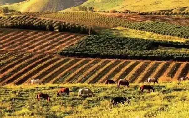 以色列將荒漠改造成良田和牧場(chǎng)