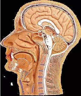 馬斯克腦機融合系統(tǒng)Neuralink