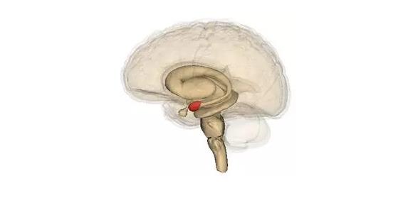 馬斯克腦機融合系統(tǒng)Neuralink