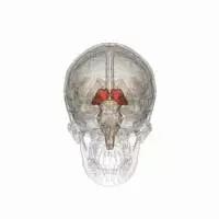 馬斯克腦機融合系統(tǒng)Neuralink