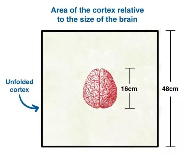 馬斯克腦機融合系統(tǒng)Neuralink