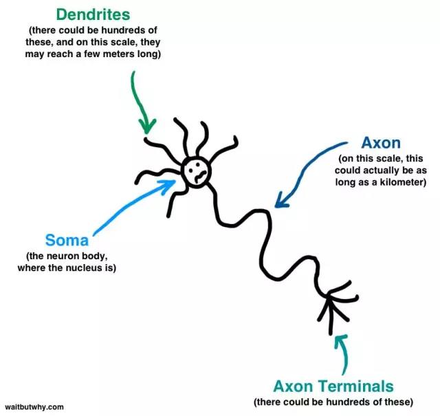 馬斯克腦機融合系統(tǒng)Neuralink