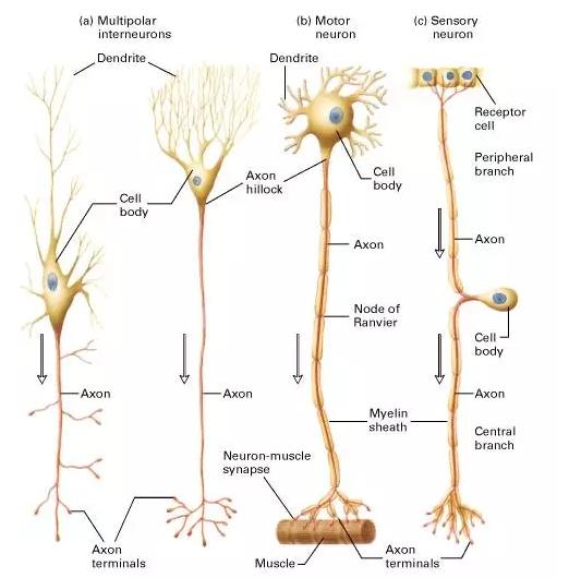 馬斯克腦機融合系統(tǒng)Neuralink